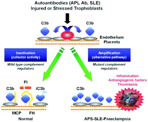 Figure 6. Activation and regulation of the complement system on injured or stressed endothelium or trophoblasts. Regulation of the feedback loop of the AP on placental trophoblasts occurs through limited proteolytic cleavage of C3b to generate iC3b. This reaction is carried out by a serine protease factor I and the cofactor protein MCP or factor H. Cofactor activity terminates the feedback loop because iC3b does not bind factor B, thereby shutting down the amplification loop. Because SLE and APL syndrome are characterized by autoantibodies that trigger the CP, defective regulation of C4b (a component of the CP C3 convertase) by MCP is also likely to influence the severity of tissue injury and risk for preeclampsia. When tissues are damaged, a delicate balance must be established to allow for repair and recovery. If regulators such as MCP, factor I, or factor H are dysfunctional, excessive complement activation occurs. This may result in placental damage, thrombophilia, and the release of antiangiogenic factors, culminating in preeclampsia. Endothelial cells could be substituted for trophoblasts in this schematic. (Figure provided by Jane Salmon, Hospital for Special Surgery, New York.)