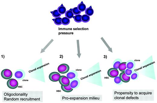 Figure 2. Pathogenesis of clonal evolution. Top, clonal evolution represents an escape mechanism from immune pressure exerted by the immune system. In this process, antigens on normal stem cells or tumor-associated antigens can trigger the autoimmune attack or unselective tumor immune surveillance response, respectively. Bottom, clonal initiation due to recruitment of a defective stem cells in the context of a contracted stem cell pool, clonal promotion in a pro-oncogenic milieu due to increased growth factor drive and increased cycling to keep up with the demand, and increased rate of chromosomal defects leading to clonal expansion in the context of excessive telomere shortening or endogenous oncogenesis during inflammatory reactions.