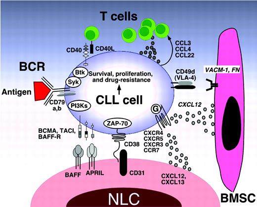 Figure 1. Molecular interactions in the CLL microenvironment. Molecular interactions between CLL and stromal cells in the BM and/or lymphoid tissue microenvironments that are considered important for CLL-cell survival and proliferation, CLL-cell homing, and tissue retention. Contact between CLL cells and NLCs or BMSCs is established and maintained by chemokine receptors and adhesion molecules expressed on CLL cells. NLCs express the chemokines CXCL12 and CXCL13, whereas BMSCs predominantly express CXCL12. The chemokine receptors CXCR3 and CCR7 are additional chemokine receptors on CLL cells that are involved in lymphatic tissue homing. NLCs and BMSCs attract CLL cells via the G protein–coupled chemokine receptors CXCR4 and CXCR5, which are expressed at high levels on CLL cells. Integrins, particularly VLA-4 integrins (CD49d), expressed on the surface of CLL cells cooperate with chemokine receptors in establishing cell-cell adhesion through respective ligands on the stromal cells (VCAM-1 and fibronectin). NLCs also express the TNF family members BAFF and APRIL, providing survival signals to CLL cells via corresponding receptors (BCMA, TACI, and BAFF-R). CD38 expression allows CLL cells to interact with CD31, the ligand for CD38 that is expressed by stromal and NLCs. Ligation of CD38 activates ZAP-70 and downstream survival pathways. Self- and/or environmental Ags are considered key factors in the activation and expansion of the CLL clone by activation of the BCR and its downstream kinases. Stimulation of the BCR complex (BCR and CD79a,b) induces downstream signaling by recruitment and activation of Syk, Btk, and PI3Ks. Finally, BCR stimulation and coculture with NLCs also induces CLL cells to secrete chemokines (CCL3, CCL4, and CCL22) for the recruitment of immune cells (T cells and monocytes) for cognate interactions. CD40L+ (CD154+) T cells are preferentially found in CLL-proliferation centers,38 and can interact with CLL cells via CD40. (Modified with permission from Burger et al.1)