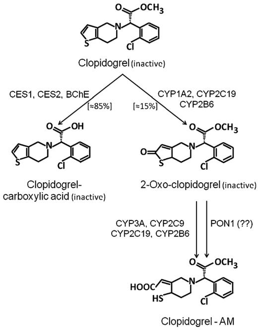 Figure 1. Metabolism of clopidogrel. Schematic representation of the main enzymatic pathways involved in the metabolism of clopidogrel. The role of PON-1 in clopidogrel metabolism is still controversial. CYP indicates cytochrome P450 isoenzyme; PON, paraoxonase; ES, carboxylesterase; BChE, butyrylcholinesterase.