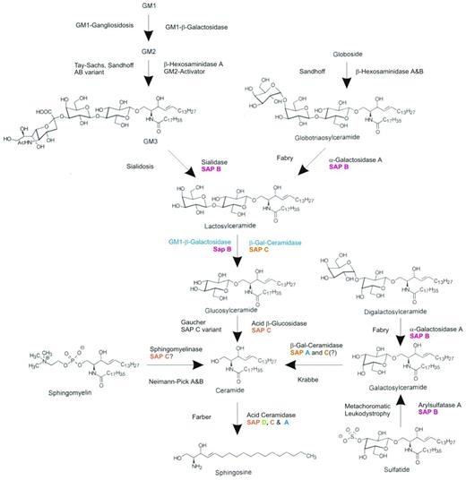 Figure 1. Glycosphingolipid (GSL) lysosomal degradative pathway. The sequential removal of glycosidic residues from the ceramide backbone of GSLs by specific lysosomal enzymes is shown. Glucosylceramide is the penultimate GSL in this pathway and the enzyme acid β-glucosidase has defective function in Gaucher disease. Each of the other enzyme deficiencies in this pathway are associated with specific LSDs (eg, α-galactosidase A in Fabry disease).