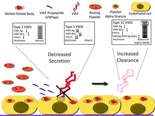Figure 2. Mechanism of disease for quantitative variants (types 1 and 3 VWD) and the effect on diagnostic laboratories.