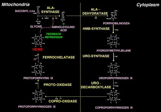 Figure 1. The human heme biosynthetic pathway. The pathway consists of 8 enzymatic steps: 4 localized in mitochondria and 4 in the cytosol. Only the type III isomers of uroporphyrinogen and coproporphyrinogen are metabolized to heme. Heme is exported from mitochondria for incorporation into cellular hemoproteins and, particularly in liver, exerts feedback regulation on 5-aminolevulinic acid synthase (ALAS1).