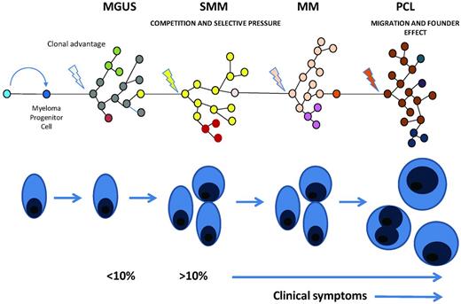 Figure 1. Clonal evolution in myeloma. Illustration of the multistep evolution pathway to plasma cell leukemia. Each step in this process seems to be the result of an acquired growth advantage in a subclone that comes to dominate the clinical picture associated with the transformed plasma cell clone. At each stage the genetic complexity of the disease will increase as each of the prior stages of disease should also be detectable if a test with sufficient sensitivity is available. In plasma cell leukemia because of rapid growth and clonal expansion the prior phases may be present at apparently lower levels.
