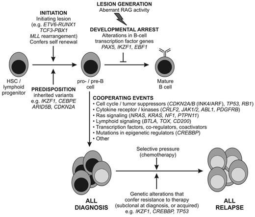 Figure 2. Proposed schema for the role of genetic alterations in the pathogenesis of B-ALL. It is likely that chromosomal rearrangements are acquired early in leukemogenesis and drive transcriptional and epigenetic dysregulation and aberrant self-renewal. These lesions and/or secondary genetic alterations disrupt lymphoid development and result in an arrest in maturation. Additional genetic alterations target multiple cellular pathways, including cell-cycle regulation, tumor suppression, and chromatin modification. In a subset of cases (BCR-ABL1+ and BCR-ABL1–like ALL), genetic alterations drive aberrant cytokine receptor and kinase signaling. Together, these events result in the proliferation and establishment of the leukemic clone. Diagnosis ALL samples are commonly clonally heterogeneous, and genetic alterations in minor clones may confer resistance to therapy and promote disease relapse. It should be noted that a direct role of many of the genetic alterations shown in the pathogenesis of ALL has not yet been confirmed experimentally. A similar schema can be proposed for T-ALL, in which lesions targeting lymphoid development, self-renewal, and kinase signaling are also observed and in which there are multiple targets of mutations with unknown roles in leukemogenesis (eg, PHF6 and WT1).