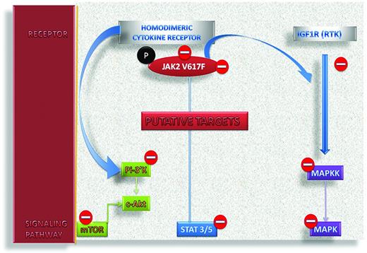 Figure 1. Targets of intervention by putative small-molecule inhibitors around the cytokine receptor, JAK-STAT, MAPK, and PI3K-mTOR pathways. Such targets include the interaction between JAK2 V617F and cytokine receptors, the pseudokinase domains of JAK2 V617F, and direct inhibition of STATs and the MAPK and PI3K pathways downstream of either cytokine receptors or tyrosine kinase receptors such as the IGF1 receptor, which could itself be targeted.