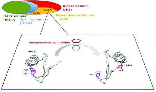 Figure 2. Searching for “mutant”-specific JAK2 inhibitors by targeting a predicted mechanism of activation of JAK2 kinase domain (JH1) by the V617F pseudokinase (JH2) mutation. A small molecule must interrupt the predicted F617-F595 interaction based on the demonstration that F595 (or an aromatic residue) is required for activation by the V617F mutation.
