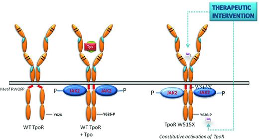 Figure 3. Targeting for inhibition the TpoR in MPNs. Sites of inhibition for TpoR could be the extracellular juxtamembrane region, the cytosolic juxtamembrane domain containing the W515 residue, and the cytosolic phosphorylated Y626, which is absolutely required for in vivo pathogenic effects of TpoR W515 mutants.