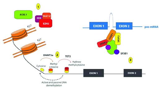 Figure 1. Recurrent somatic mutations affecting genes involved in epigenetic regulation of transcription in patients with MDS. Shown are mutations in proteins and complexes affecting (1) histone posttranslational modifications (PTMs); (2) DNA cytosine methylation, hydroxymethylation and demethylation; and (3) mRNA splicing. Copy-number loss and loss-of-function mutations affecting the PRC2 members EZH2, EED, and SUZ12 have been identified recurrently in patients with MDS, and mutations in EZH2 appear to be important predictors of worsened OS in patients with de novo MDS. The PRC2 complex serves to place 1-3 methyl groups on the 27th lysine residue of histone H3 (H3K27). Mutations in ASXL1 are among the most common mutations in patients with MDS, and these mutations have been shown recently to be loss-of-function mutations also associated with loss of H3K27me3. In addition to histone PTMs, mutations affecting DNA cytosine modifications have also been identified in MDS patients, including mutations of unclear function in the de novo DNA cytosine methyltransferase DNMT3A and loss-of-function mutations in the hydroxymethyltransferase TET2. Although the function of hydroxymethylcytosine is not yet totally clear, it is thought to represent an intermediate step in the demethylation of DNA. More recently, mutations in multiple genes encoding members of the spliceosome have also been identified in patients with MDS, including mutations of unclear function in SF3B1, U2AF1, SRFS2, and ZRSR2.