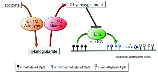 Figure 2. Mutations in IDH1/2 result in 2-HG production and inhibition of TET2 function. Mutant IDH1 and IDH2 use the aKG produced by their wild-type counterpart as a substrate to produce the oncometabolite 2-HG, which in turns acts as a competitive inhibitor of TET2, thereby blocking the DNA hydroxymethylation pathway, resulting in an increase in the levels of methylated cytosine.