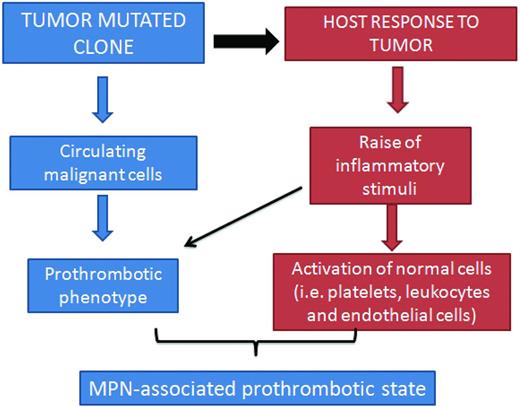 Figure 2. Pathogenesis of thrombophilia in MPN. The pathogenesis of the acquired thrombophilic state in ET and PV is multifaceted. However, 2 main mechanisms recapitulate the origin of hypercoagulation in these disorders. One relies on the abnormalities of blood cells (ie, platelets, erythrocytes, and leukocytes) arising from the clonal proliferation of hematopoietic progenitor cells, which acquire a prothrombotic phenotype. The other generates from the host inflammatory response to the insult of cytokines and other mediators by the malignant cells. The latter mechanism also contributes to thrombosis in nonmalignant conditions.