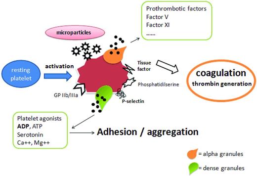 Figure 3. Role of platelet abnormalities in MPN-associated thrombophilia. Many studies have investigated the contribution of platelets in the onset of the thrombophilic state in MPNs, and it is now clear that the increased platelet count is not a major element in the risk of thrombosis. Rather, platelet qualitative abnormalities have been implicated in the pathogenesis of hypercoagulability in ET and PV patients. Increased expression of P-selectin, thrombospondin, and the activated fibrinogen receptor GPIIb/IIIa by platelets has been found to be correlated with thrombosis. The formation of platelet-leukocyte aggregates, platelet activation, and microparticle shedding are also implicated in the pathogenesis of thrombosis in these patients. Microparticles expose the anionic phosphatidylserine, providing a catalytic surface for the generation of thrombin, which further amplifies platelet activation.