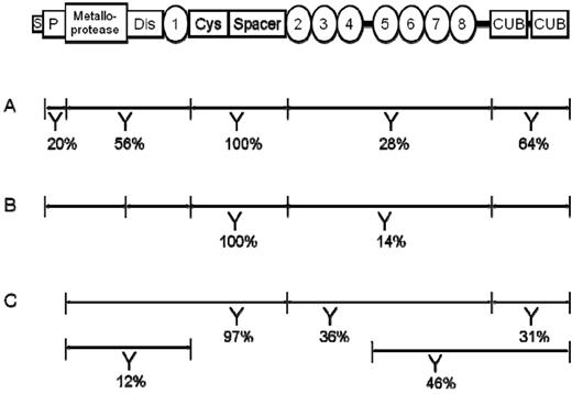 Figure 2. Schematic protein domain structure of ADAMTS13 and localization of anti-ADAMTS13 autoantibody epitopes. The ADAMTS13 protein consists of 1427 amino acid residues and the domain structure includes a signal peptide (S) and a pro-peptide (P), a metalloprotease, a disintegrin (Dis), a cysteine-rich (Cys), a spacer, and 2 CUB domains, as well as 8 thrombospondin type 1 repeats (1-8) (top row). Bottom rows (A-C): Lines below ADAMTS13 depict the ADAMTS13 fragments used for epitope mapping of anti-ADAMTS13 Abs. Y indicates that Abs directed against the respective ADAMTS13 fragment were found in a certain proportion of patients investigated (percentage indicated). In all 3 studies (A-C), only patients suffering from acute TTP with severe acquired ADAMTS13 deficiency were investigated. Row A: Klaus et al investigated 25 patients using E coli–derived recombinant ADAMTS13 fragments.17 Row B: Luken et al performed epitope mapping in 7 patients using full-length ADAMTS13 and ADAMTS13 fragments produced in insect cells.18 Row C: Zheng et al performed epitope mapping on 67 patient samples using rADAMTS13 and rADAMTS13 fragments produced in mammalian cell lines.19