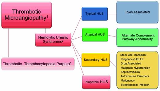 Figure 1. The TMAs. Relationship of the thrombotic microangiopathy lesions. (1) TMAs are designated by thrombocytopenia, hemolysis, and schistocytes on peripheral smear. (2) Alternatively, thrombocytopenia, hemolysis, schistocytes, and renal failure define the HUS syndromes. (3) TTP is theoretically excluded after an assessment of the ADAMTS 13 activity.