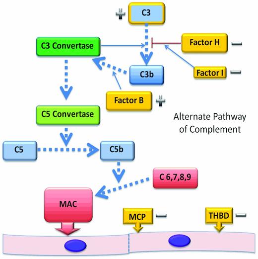 Figure 2. The AP. The AP begins with activation of C3 and leads to the assembly of the membrane attack complex as a mechanism of protection from infectious agents. Dysregulation of this pathway in disease is most often by the loss of function of regulatory proteins and can lead to endothelial injury, platelet activation, and thrombosis. Regulatory genes (−) that have been shown to be mutated in aHUS are shown in gold. CFH, CFI, MCP, and THBD cooperate to regulate complement activation or inactivate endothelial cell surface-bound C3b, protecting endothelial cells from complement-mediated injury. C3 mutations affect the ability of C3 to bind to regulatory proteins and CFB mutations are gain-of-function mutations (+) that result in an increased stability of the C3 convertase.