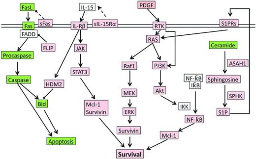 Figure 2. The signaling network underlying LGL leukemia pathogenesis. Up-regulated or constitutively active nodes are highlighted in pink; down-regulated or inhibited signals are in green; the states of white nodes are unknown or unchanged compared with normal. ASAH indicates acid ceramidase; RTK, receptor tyrosine kinase.