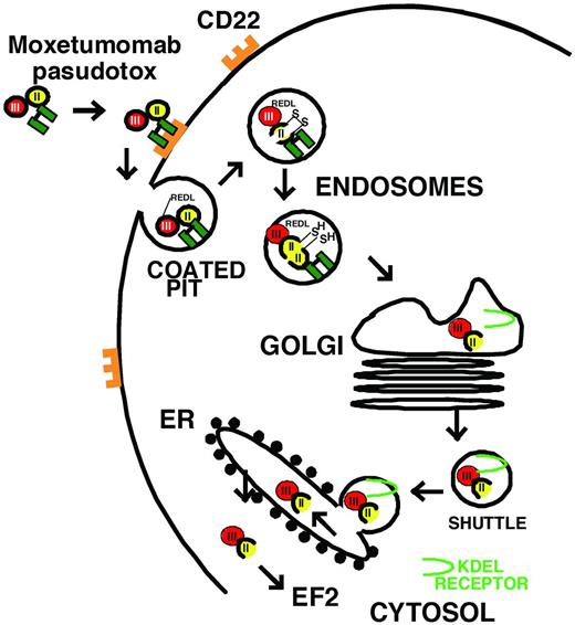 Figure 1. Intoxication of CD22+ B cells by moxetumomab pasudotox. The recombinant immunotoxin is composed of VH and VL (green), which are disulfide bonded together by cysteines replacing Arg44 of VH and Gly100 of VL. The carboxy terminus of VH is fused to the toxin. VH contains a mutation of SSY to THW at positions 100, 100a, and 100b, respectively. The toxin PE38 is composed of domain 2 (amino acids 253-364, yellow), 1a (amino acids 381-399, not shown), and the catalytic domain 3 (amino acids 400-613, red). After the variable domains bind to CD22, the immunotoxin internalizes into a coated pit by endocytosis, domain 2 is proteolytically cleaved between Arg279 and Gly280 by Furin, the carboxy terminus of the toxin traffics to the endoplasmic reticulum using the KDEL receptor (light green), and then, once in the cytosol, the enzymatic domain within domain III ADP ribosylates EF2, leading to protein synthesis inhibition and apoptotic cell death.