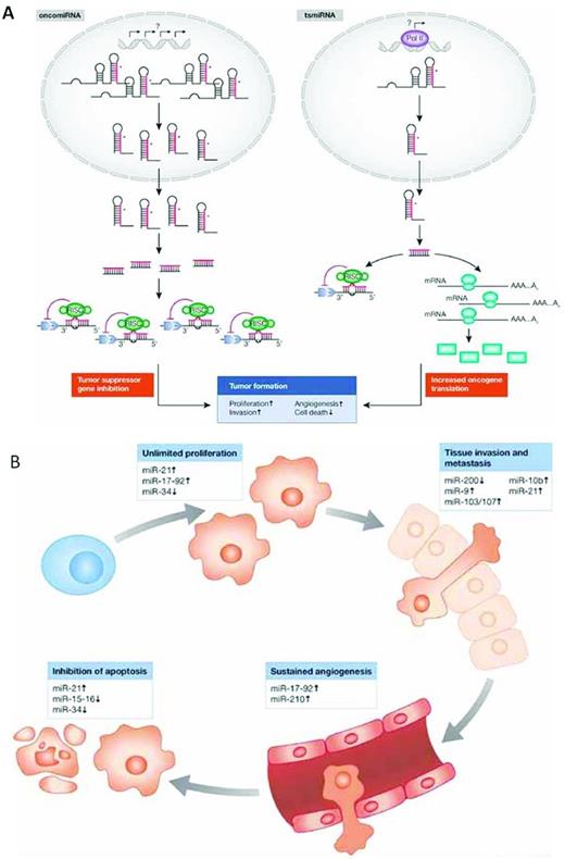 Figure 1. Functions of miRs in the prevention and development of cancer. (A) miRs as oncogenes or tumor-suppressor genes. (B) miRs target the hallmark features of cancer. Used with permission from Iorio et al.87