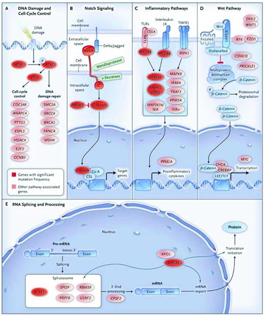 Figure 2. Signaling pathways elucidated by NGS in CLL. Nine genes with significant mutation frequencies identified by Wang et al31 fall into 5 core signaling pathways in which the genes play well-established roles: DNA damage repair and cell cycle control (A), Notch signaling (B), inflammatory pathways (C), Wnt signaling (D), and RNA splicing and processing (E). Genes with significant mutation frequencies are shown in red, and genes with mutations that are in a signaling pathway related to CLL are shown in pink. Used with permission from Wang et al.31