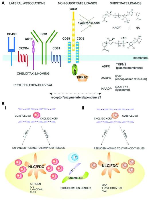 Figure 3. Structural and functional considerations for the role of CD38 in normal and CLL B cells. (A) Structural and functional characteristics of the human CD38 molecule. CD38 is expressed as an integral surface membrane molecule on B lymphocytes, often in a dimeric conformation. Because it is an ectoenzyme, CD38 may interact with the substrate ligands NAD+ and NADP+, which are converted to the intracellular Ca2+-mobilizing agents cADPR, ADPR, and NAADP. CD38 also interacts with nonsubstrate ligands, including CD31 and hyaluronic acid, which regulate cell-cell and cell-matrix contact. CD38 is preferentially localized in membrane lipid microdomains in close contact with the BCR complex (CD19/CD81) and with molecules regulating homing (CXCR4 and CD49d). CD38 engagement by natural (CD31) or surrogate (agonistic mAb) ligands triggers activation of intracellular signaling pathways that include ZAP-70 and ERK1/2 as major players. These signals increase chemotaxis and proliferation of neoplastic B cells. (B) Proposed model explaining a role of CD38 in the pathogenesis and progression of CLL. (Bi) CD38+ CLL cells (red) are more sensitive to CXCL12 signals and have a higher propensity to home to lymphoid tissues than their CD38− counterparts (brown). (Bii) Once inside lymph node proliferation centers, CLL cells come into contact with accessory cells such as nurse-like, follicular dendritic, stromal, endothelial, mesenchymal, and T cells. The presence of Ag and accessory signals leads to proliferation and potentially acquisition of novel genetic lesions, promoting clonal evolution and disease progression. These events are more apparent in the CD38+ subsets. Used with permission from Malavasi et al.42