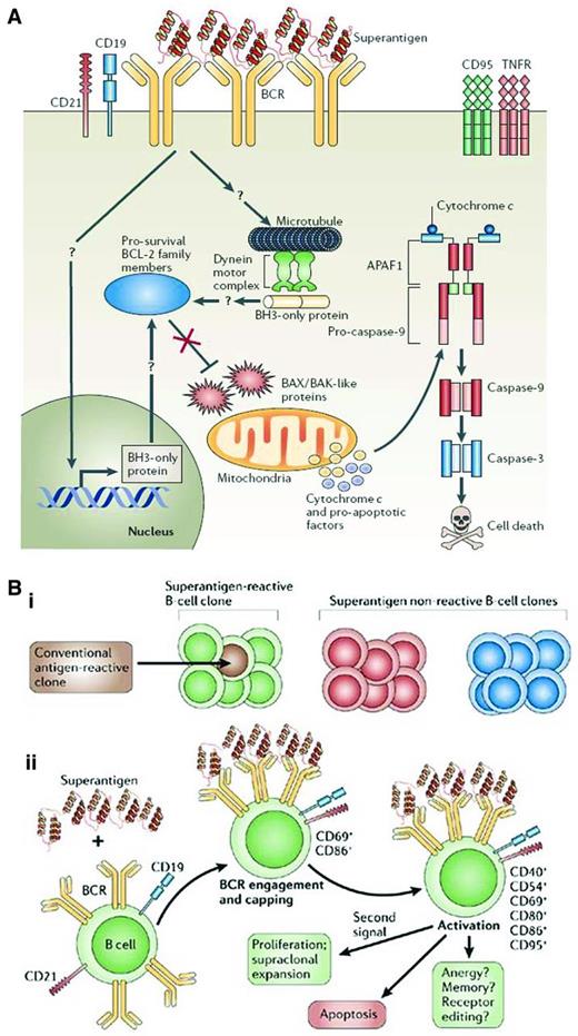 Figure 4. Consequences of superantigen binding and signaling to B lymphocytes. (A) Superantigen-induced cell death through BCR engagement. Upon engagement by a superantigen, the BCRs are recruited into complexes that include CD19, CD21, and other coreceptors, which results in signaling events for cellular activation. When these interactions occur in the absence of a “second signal,” they can cause a series of intracellular events that could lead to changes in mitochondrial membrane potential and ultimately to the release of cytochrome c and proapoptotic factors that can lead to DNA fragmentation and nuclear fragmentation. (B) Susceptibility and outcome of B-cell superantigen exposure. (Bi) Superantigen can interact with all clones of a particular family (green) no matter their conventional Ag specificity. Conventional Ags, however, can interact with only certain clones having defined binding specificities (brown) and of a particular family (green). (Bii) On initial exposure to a superantigen, the BCRs of all susceptible clones are recruited into complexes, followed by clustering of the CD21 and CD19 coreceptors and the resulting activation of the B cell, associated with up-regulation of CD69 and CD86 expression. Later activation events include up-regulation of CD40, CD54, CD80, and CD95. Migration of B cells to the spleen is observed at early time points. Several outcomes follow, a main one being apoptosis, although with an appropriate second signal such as CD40 ligand or IL-4, survival and proliferation may result. Based on B-cell responses to conventional Ags, differentiation of clones into memory cells, functional inactivation (anergy), or receptor editing may occur. Used with permission from Malavasi et al.42