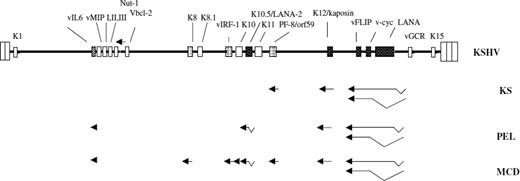 Figure 1. Genome diagram of KSHV and viral transcripts expressed in KS, PEL, and MCD. There are more than 90 genes in the viral genome, but this diagram only shows those mentioned in this review. The arrows underneath the genome indicate the transcripts expressed in virus-infected cells in the 3 pathologies associated with KSHV. As discussed in the text, the majority of cells are latently infected in KS, PEL, and MCD, whereas there is a higher rate of lytically infected cells in MCD than in KS or PEL. The vIRF-3/K10.5/LANA-2 transcript appears to be expressed only in KSHV-infected B cells, as found in PEL and MCD. Used with permission from Schulz et al.4