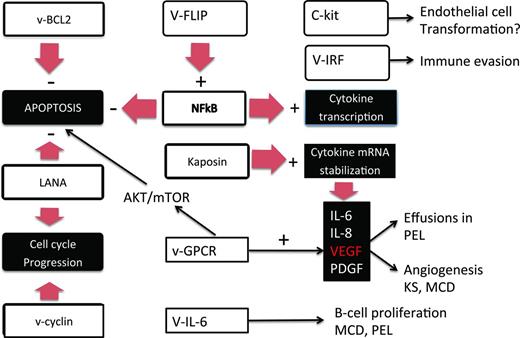 Figure 2. Pathogenesis of the HHV8-associated diseases KS, PEL, and MCD. Shown is the pathogenesis of the HHV8-associated diseases KS, PEL, and MCD demonstrating viral effects on apoptosis, cell cycle progression, angiogenesis, cytokine production, and B-cell proliferation as described in the text.