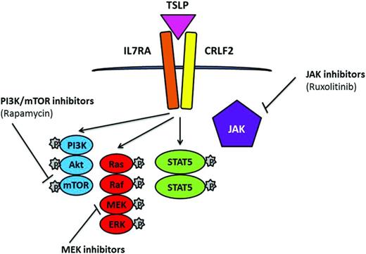 Figure 4. Simplified representation of signaling pathways associated with CRLF2 rearrangements and JAK mutations in which TSLP induces phosphorylation of STAT5, PI3K, and ERK. Potential therapeutic inhibitors and their targets are indicated.