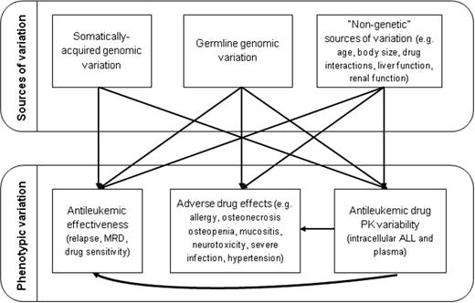Figure 2. Genomic variation in ALL. Genomic variation that is somatically acquired in the ALL blasts or that is inherited in the germline can affect interindividual variability in response, whereas adverse effects are affected by inherited variations. All phenotypes can be affected by several nongenetic features, so controlling and adjusting for these nongenetic features in GWAS of ALL is critical.