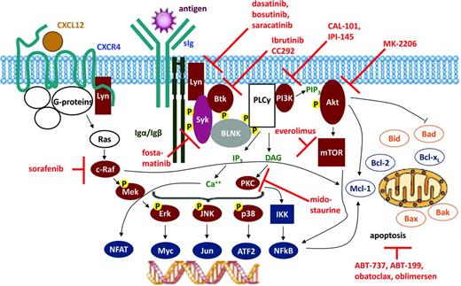 Figure 2. Targeting of BCR signaling as a therapeutic strategy in CLL. Red symbols and letters indicate new therapeutics as discussed in the text.