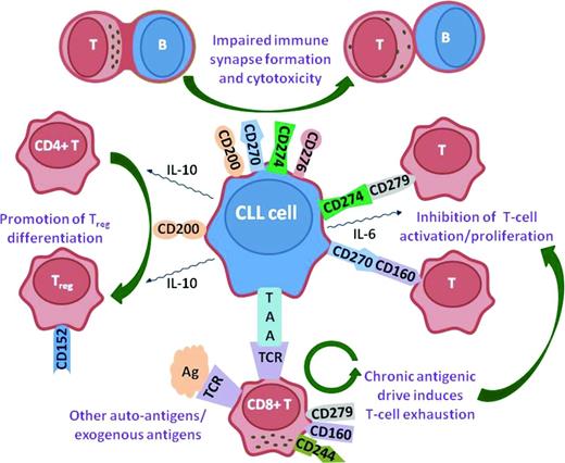 Figure 1. Inhibitory signaling axes in CLL. Up-regulation of CD200, CD270, CD274, and CD276 induces impaired actin polymerization and immunological synapse formation in CLL T cells. This results in nonpolarized degranulation and impaired cytotoxicity. CD200 also promotes the differentiation of CD4+ T cells into Tregs, which express CD152(CTLA-4). CD270(HVEM) and CD274(PD-L1) interact with their ligands, CD160 and CD279(PD-1), respectively, to inhibit T-cell activation and proliferation. Chronic antigenic stimulation of T cells by either TAAs expressed by the CLL cells or other auto-antigens/exogenous antigens drives T-cell exhaustion and increased expression of inhibitory ligands such as CD279(PD-1), CD160, and CD244.