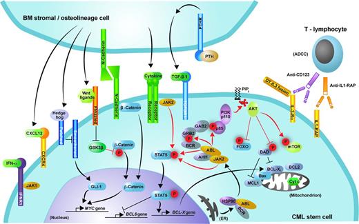 Figure 1. Signaling pathways and potential targets for elimination of the malignant clone in CML. Shown is schematic representation of the signaling pathways discussed that may contribute to the proliferation and survival of CML stem cells. Phosphorylation is represented by red “P” symbols. Arrowheads indicate activation of a downstream molecule. A bar at the end of a line indicates inhibition of a downstream molecule.