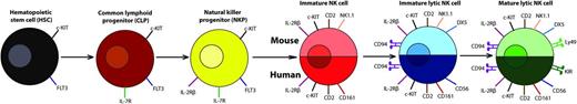Figure 1. NK cell development and maturation in humans and mice. Early stages of natural killer (NK) cell development are identical between humans and mice with the hematopoietic stem cell that progresses to the common lymphoid progenitor (CLP) with c-KIT, FLT3, and IL-7R expression. The CLP then differentiates into the NK progenitor (NKP) that is marked by expression of IL-2Rβ (CD122). As the NK cell continues to develop, differences arise in the markers between humans and mice, but analogous receptors are expressed at each stage by the NK cells. In the immature NK cell stage that develops from the NKP, CD2 is expressed in both humans and mice with the addition of the NK-cell receptor protein 1 molecule (NK1.1 in many strains of mice or CD161 in humans). The next stage is the immature lytic NK cell, where human NK cells start to express CD56 and mouse NK cells express DX5. This is followed by expression of CD94 in both humans and mice. The final, mature lytic stage of NK cells is determined by the expression of receptors that are capable of binding to MHC-I and related molecules: the Ly49s in mice and the killer cell immunoglobulin-like receptors in humans. The NK cells can now leave the bone marrow and head out into the periphery in their mature state.40