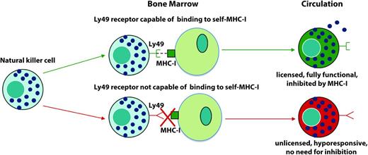 Figure 2. Process of NK cell licensing. Shown is the process of NK cell licensing based on research by Kim et al.10 If a NK cell possesses an inhibitory receptor capable of binding to self-MHC-I, it becomes a licensed, fully functional NK cell that can be inhibited. However, if it does not possess an inhibitory receptor capable of binding to self, it is unlicensed, hyporesponsive, and thus does not need inhibition.
