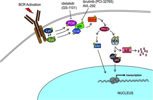 Figure 2. BCR signaling pathway.