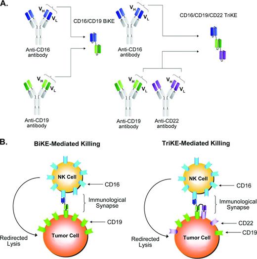 Figure 1. BiKE- and TriKE-mediated NK cell targeting to tumor-associated antigens. (A) BiKEs or TriKEs are generated from the variable single-chain region of a specific monoclonal antibody containing the component capable of recognizing specific antigen. The anti-CD16 component recognizing NK cells can be combined with the single-chain component of 1 or 2 tumor-specific regions to create BiKE- or TriKE-targeted agents, respectively. (B) These drugs specifically enhance the immunologic synapse by specific recognition of tumor-associated antigens and delivery of a potent activating signal through CD16 on NK cells.