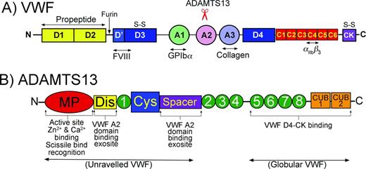Figure 1. Domain organizations of VWF and ADAMTS13. (A) Domain organization of VWF. Bottom: Major ligand-binding sites in VWF are highlighted. Top: Location of the ADAMTS13 cleavage site in the A2 domain is highlighted. (B) Domain organization of ADAMTS13. Bottom: Highlighted functional aspects of ADAMTS13 domains. The N-terminal domains recognize/bind to unraveled VWF, whereas the C-terminal domains interact with both globular and unraveled VWF.