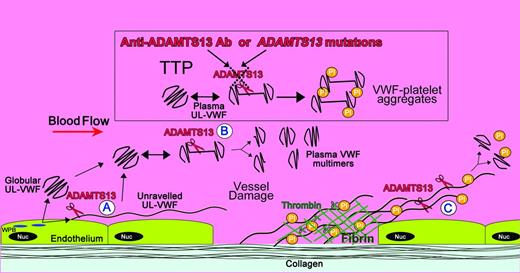 Figure 2. Locations of ADAMTS13 cleavage of VWF and its deficiency in TTP. Shown is a diagram illustrating the sites of VWF proteolysis by ADAMTS13. UL-VWF is synthesized by the endothelium and stored within Weibel-Palade bodies (WPB). VWF multimers of various sizes, including UL-VWF, can be secreted directly into the circulation. (A) Alternatively, a proportion of UL-VWF may attach to the endothelial surface during secretion and unravel in response to shear forces. Under these circumstances, the VWF A2 domain unfolds to enable ADAMTS13 (scissors) to cleave VWF and release the VWF string. VWF adopts a globular fold in plasma. However, during passage through the microvasculature, globular UL-VWF in the free circulation may partially/transiently unravel. (B) This permits the processing of the largest, most hemostatically active forms of VWF, resulting in their conversion to smaller plasma VWF multimers. At sites of vessel damage, endothelial damage results in exposure of subendothelial collagen; plasma VWF binds to this, unravels, and recruits platelets. The presence of collagen and thrombin induce rapid platelet activation, which, along with fibrin, consolidates the platelet plug. (C) Downstream of the site of injury (ie, in the absence of collagen and thrombin), VWF-platelet strings may still be proteolyzed by ADAMTS13, which in turn limits/regulates platelet plug formation. ADAMTS13 deficiency either through anti-ADAMTS13 antibodies or through inherited deficiency in the ADAMTS13 gene results in the loss of VWF processing. Under these circumstances, platelets (Pl) can bind unraveled VWF, leading to the accumulation of VWF-platelet aggregates that occlude the microvasculature, as seen in patients presenting with TTP.