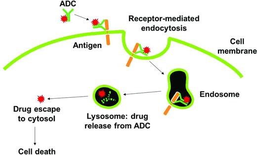 Figure 1. Mechanism of action of ADCs. The ADC binds to tumor cell surface antigens and is taken up within cells by a process known as receptor-mediated endocytosis. Upon entry into degradative compartments such as lysosomes, the drug can be released by linker hydrolysis or antibody degradation. Cell death occurs once the drug binds to its target.