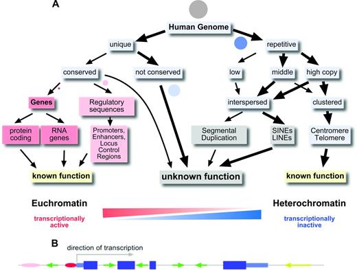 Figure 1. The human genome. (A) Organization of the human genome. Circles represent the approximate proportion of the various sequence categories. Grey circle indicates the whole genome. (B) Gene model with exons, introns, and promoter and interspersed repetitive elements. Pink and red ovals indicate enhancer and promoter; dark blue large boxes, coding exons; light blue smaller boxes, 5′ and 3′ untranslated regions; and green and yellow arrows, SINEs and LINEs, respectively.