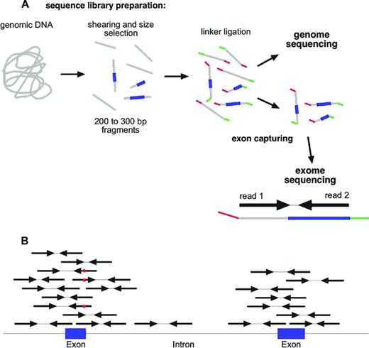 Figure 3. Whole exome sequencing. (A) NGS library construction and exome capturing. Grey indicates DNA; blue, exons; and green and red, sequencing adaptors. (B) Alignment of reads to genome after exome capturing and sequencing. Red dot in sequencing read indicates a mismatch to reference sequence.