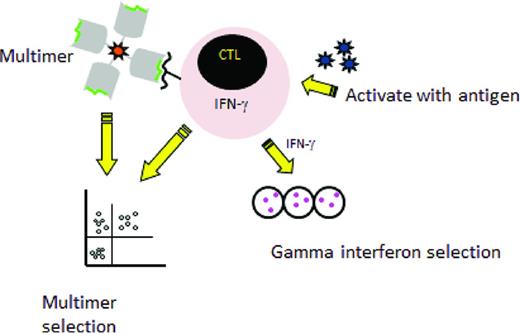 Figure 1. Rapid selection procedures. Left: Selection of virus-specific cytotoxic T cells recognizing an HLA-restricted peptide by incubation with an HLA–peptide multimer and then a collection of multimer positive T-cells. Right: Selection by the gamma capture. Donor cells are stimulated with antigen and activated cells that secrete IFN-γ are selected using an immunomagnetic separation device that captures the IFN-γ–secreting T cells specific for the virus.
