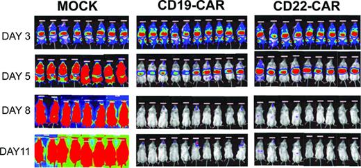 Figure 1. Bioluminescent imaging results. NSG-immunodeficient mice were inoculated on day 0 with 5 × 105 NALM-6-GL cells and then, on day 3, received 1.5 × 107 CAR-modified T cells as designated. Mock recipients received 1.5 × 107 total cells. Transduction efficiency was ∼ 40% in both CAR groups. Mock-transduced cells were activated and expanded but were not exposed to viral vector. Bioluminescent imaging using standard techniques at the designated time points demonstrates clearance of the leukemia by day 8. All CAR-treated mice were long-term leukemia-free survivors, whereas all mock-treated mice succumbed to leukemia.