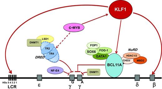 Figure 1. Emerging network of γ-globin regulators in adult life and prospective targets for therapeutic induction of HbF. Targets identified in the emerging network of HbF regulation include the KLF1, BCL11A, and MYB genes and the TR2/TR4 nuclear receptors that associate with corepressors DNA methyltransferase 1 (DNMT1) and lysine-specific demethylase 1 (LSD1). KLF1 has a dual role in the silencing of γ-globin genes: it activates BCL11A, a repressor of γ-globin gene expression, and it also activates the β-globin gene directly. BCL11A interacts with the GATA1, FOG1, and SOX6 erythroid transcription factors and with the NuRD deacetylase and remodeling complex to promote suppression of γ-globin gene expression. The nuclear receptors TR2/TR4 associate with corepressors DNMT1 and LSD1 as part of the DRED complex, a known repressor of embryonic and fetal globin genes in adults. MYB contributes to HbF regulation via activation of KLF1 (which activates BCL11A), activation of the DRED complex, and by modulating the number of F cells as part of its effect on erythroid differentiation kinetics and its pleiotropic effect on hematopoiesis.