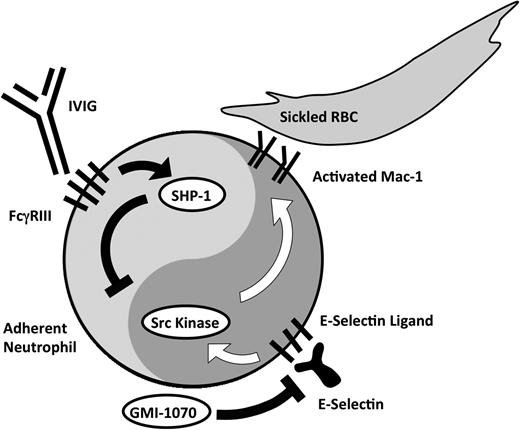 Figure 2. Activating and inhibitory arms of neutrophil activation. E-selectin–mediated adhesion activates Src kinases, which then leads to the up-regulation of the leukocyte integrin Mac-1 at the leading edge of crawling neutrophils. GMI-1070 works principally by inhibiting E-selectin–mediated activation. Polarized expression of activated Mac-1 allows the capture of erythrocytes. IVIG administration works by binding to FcγRIII expressed on neutrophils, leading to the recruitment of SHP-1 that inhibits Mac-1 activation.
