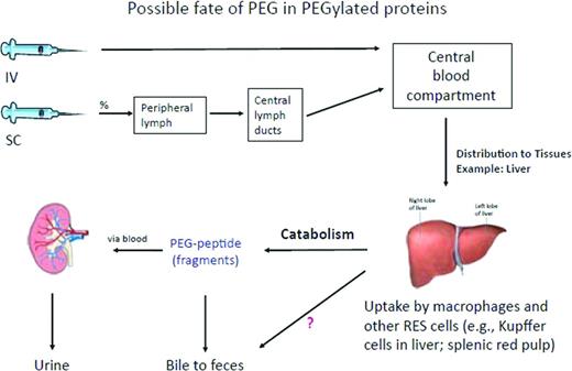 Figure 1. Removal of PEG in PEGylated proteins administered either IV or subcutaneously. The PEGylated protein is likely removed through the mechanisms specific to the protein, assuming that this takes place in the liver. After degradation of the likely more labile protein part, the PEG molecule remains mostly intact because PEG metabolism is limited. PEG molecules may be excreted mainly by the kidney, but to some extent also through bile.24 Reprinted with permission from Ivens et al.24 Copyright 2012, Blackwell Publishing Ltd.