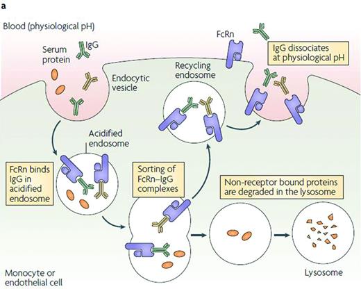 Figure 3. FcRn recycling pathway.29 IgG and Fc fusion proteins are taken up from circulation into cells by nonspecific pinocytosis and/or endocytosis mechanisms.49 As the endosomes become acidic, the Fc domain of IgG or Fc fusion proteins binds to FcRn. Once the endosome fuses back at the cell surface, Fc dissociates from FcRn at neutral pH and IgG and Fc fusion proteins are released back into the circulation.49 In contrast, circulating proteins that do not interact with FcRn are trafficked to endosomal and lysosomal degradation pathways.29,50 Ultimately, Fc degrades naturally and does not accumulate in the body.51 Despite its name, the expression of human FcRn is stable throughout life.52 Reprinted with permission from Roopenian and Akilesh.29 Copyright 2007, Nature Publishing Group.
