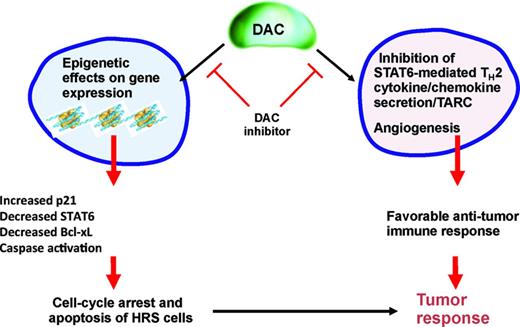 Figure 3. Effects of HDACs on tumor response.