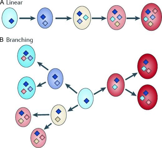 Figure 1. Pathway to multiple myeloma. The transition of MGUS to plasma cell leukemia has been traditionally represented as a linear pathway (A). However, it is more likely that the pathway to myeloma is through branching pathways typical of those that are associated with the evolution of species (B). The key molecular events leading to disease evolution are represented as diamonds and indicate distinct patterns of driver mutations. This simple branching model clearly has implications for targeted treatment because the multiple distinct subclones could lead to differential responses to treatment. Reprinted with permission from Morgan et al.23