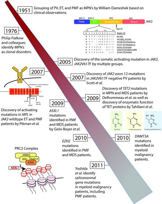 Figure 2. Timeline of gene discovery efforts in patients with MPNs. The MPNs were initially grouped together based on prescient clinical insights by William Dameshek in 1951.54 The earliest insights into the genetic causes for the MPNs were then made in 1976 to 1981, when a series of studies by Philip Fialkow et al demonstrated that all 3 classic MPNs represented clonal disorders derived from a genetically aberrant HSC.55–57 This was followed by the discovery of activating mutations in JAK2 and the thrombopoietin receptor MPL in the majority of patients with PV, ET, and PMF in 2005 to 2007. More recently, a series of mutations in genes with the primary known function of epigenetic regulation of transcription have been identified in MPN patients. This includes mutations in TET2, ASXL1, EZH2, and DNMT3A in MPN patients. Finally mutations in the spliceosomal proteins of unclear function have also been found to occur in MPN patients.